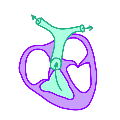 001_Pulmonalaterien 001_Pulmonalaterien